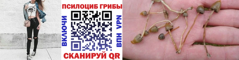 Галлюциногенные грибы Psilocybe  где найти   Сарапул 